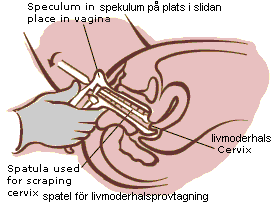 Pap Smear