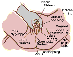 External Pelvic Exam