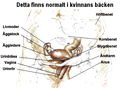 en tecknad bild som visar de organ som finns i kvinnokroppen