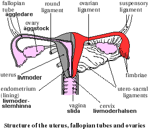 visar livmoders anatomi
