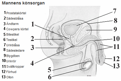 Mannens underliv