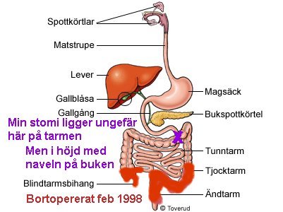 mag-tarmkanal - var min stomi är på tarmen